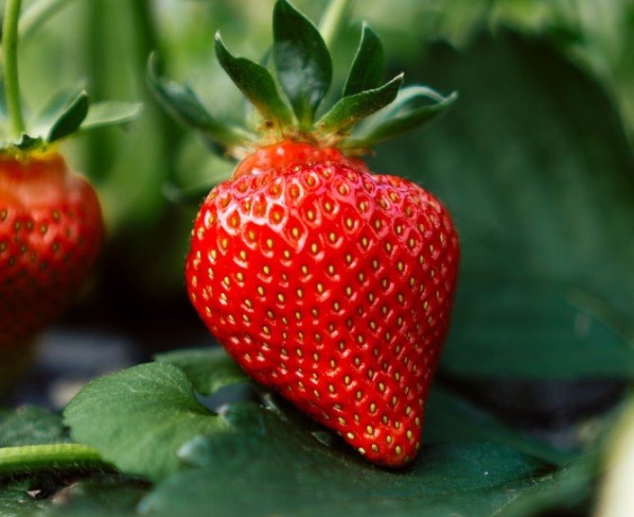 Aardbeienland